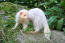 An Albino Ferret's incredible long tail