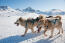 Greenland-Dog-Sledding