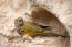 A Burrowing Parakeet's beautiful green and yellow feather pattern