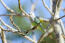 A Grey Headed Lovebird's lovely, dark green wing feathers