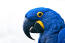 A Hyacinth Macaw's wonderful, black beak