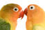 A close up of two Peach Faced Parakeet's beautiful eyes and red beaks