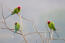 Three Plum Headed Parakeets perched in a tree