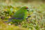 A love, little Red Crowned Parakeet feeding on the grownd