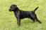 Patterdale-Terrier-Balck