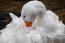 Sebastopol goose preening it's feathers