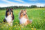 Shetland-Sheepdog-Friends-In-Field