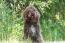 barbet dog with a lovely curly coat out in the countryside