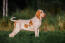 Bracco Italiano dog standing in a field