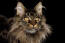 Close up of Maine Coon cat with intense expression