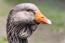 Close up of Toulouse goose