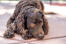 american water spaniel lying on a patio