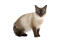 Young Balinese cat against a white background