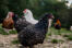 Barnevelder-Chicken-Grazing