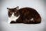 British shorthair bicolour chocolate and white cat