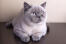 British shorthair colourpoint cat lying down