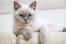 British shorthair colourpoint cat leaning over a sofa arm