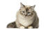 A plush coated birman cat with tabby markings