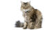 A lovely Ragamuffin cat with A fluffy coat