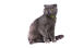A grey Scottish fold cat
