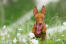 Cirneco Dell'Etna dog with its tongue out in a field of flowers