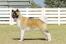 An adult akita with a lovely wooly coat