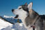 A close up of an Alaskan Malamute's pointed ears and lovely white face