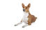 A beautiful young brown and white Basenji lying down