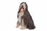 A beautiful young adult Bearded Collie