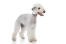 The lovely white coat of a young Bedlington Terrier