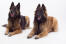 Two Belgian Tervurens enjoying each others company