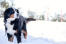 An adult Bernese Mountain Dog enjoying some exercise in the snow