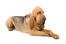 A healthy adult Bloodhound lying down with it's paws neatly crossed