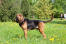 An adult male Bloodhound showing off his wonderful, long body