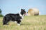 An adult Border Collie showing off it's nimble physique