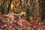 A Border Terrier amongst the leaves, with a beautiful thick, wiry coat
