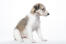 A very young and healthy Borzoi puppy