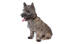 A young Cairn Terrier puppy with a short and thick coat