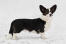 A black and white Cardigan Welsh Corgi, showing off it's beautiful, long body