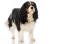 A mature adult Cavalier King Charles Spaniel with a lovely, long coat