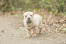 A beautiful, little Chinese Shar Pei puppy with a wrinkly coat