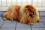 A wonderful adult Chow Chow resting on the pavement