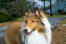 A close up of a Collie's lovely sharp ears and beautifully soft coat