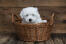 A lovely young Coton De Tulear in a basket