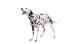 A beautiful young adult Dalmatian standing tall
