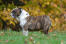A beautiful female English Bulldog showing off it's wonderful, wrinkly coat