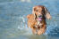 An English Cocker Spaniel enjoying some exercise in the water