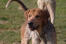 An English Foxhound's lovely, thick coat