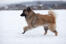 A healthy adult Eurasier bowding across the snow