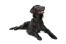 A healthy, young Flat Coated Retriever with a lovely long coat